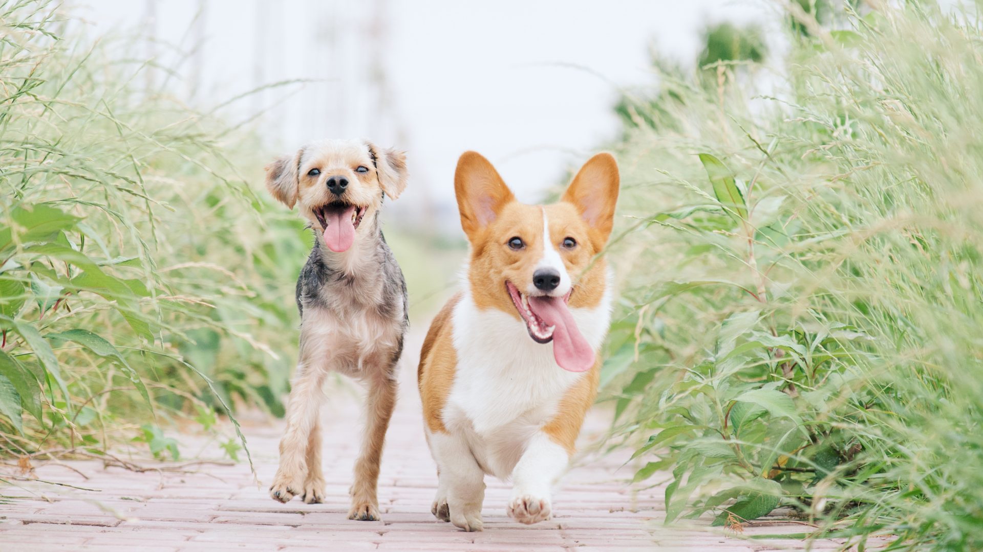 pembroke welsh corgi and brown dog running between grasses